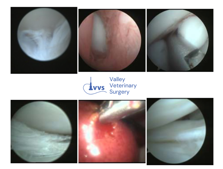 pet anthroscopic surgery