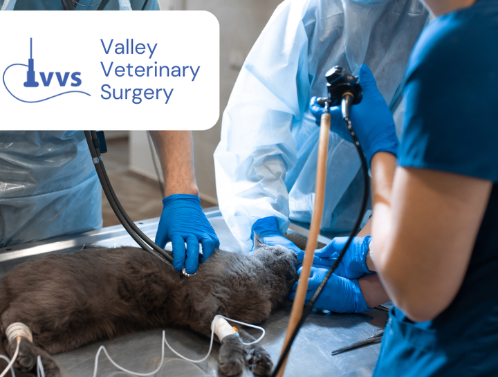 Valley Veterinary Surgery